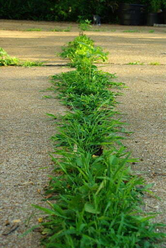 weeds StumpBustersLLC stump removal