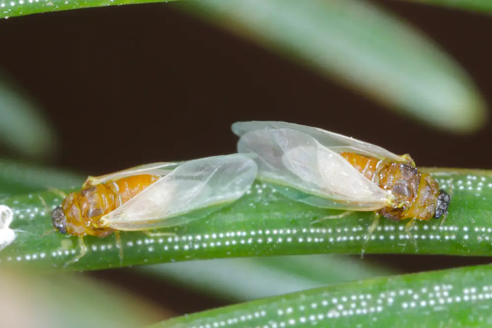 2 spruce gall aphids upclose