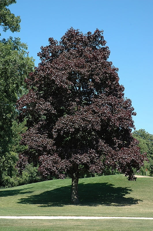crimson king maple tree