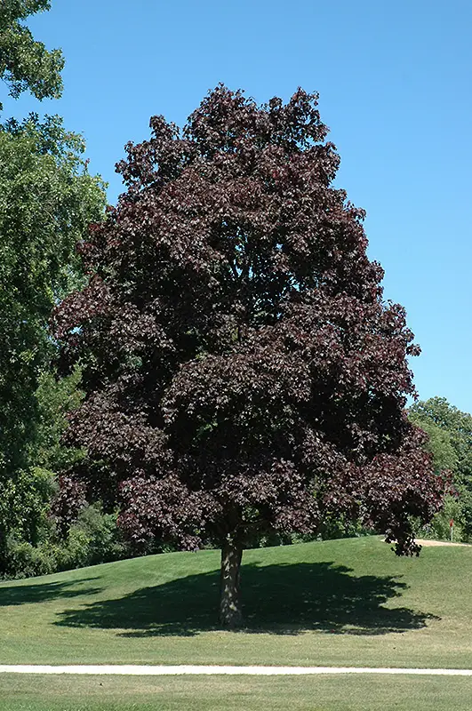A Closer Look At The Crimson King Maple 4 crimson king maple tree