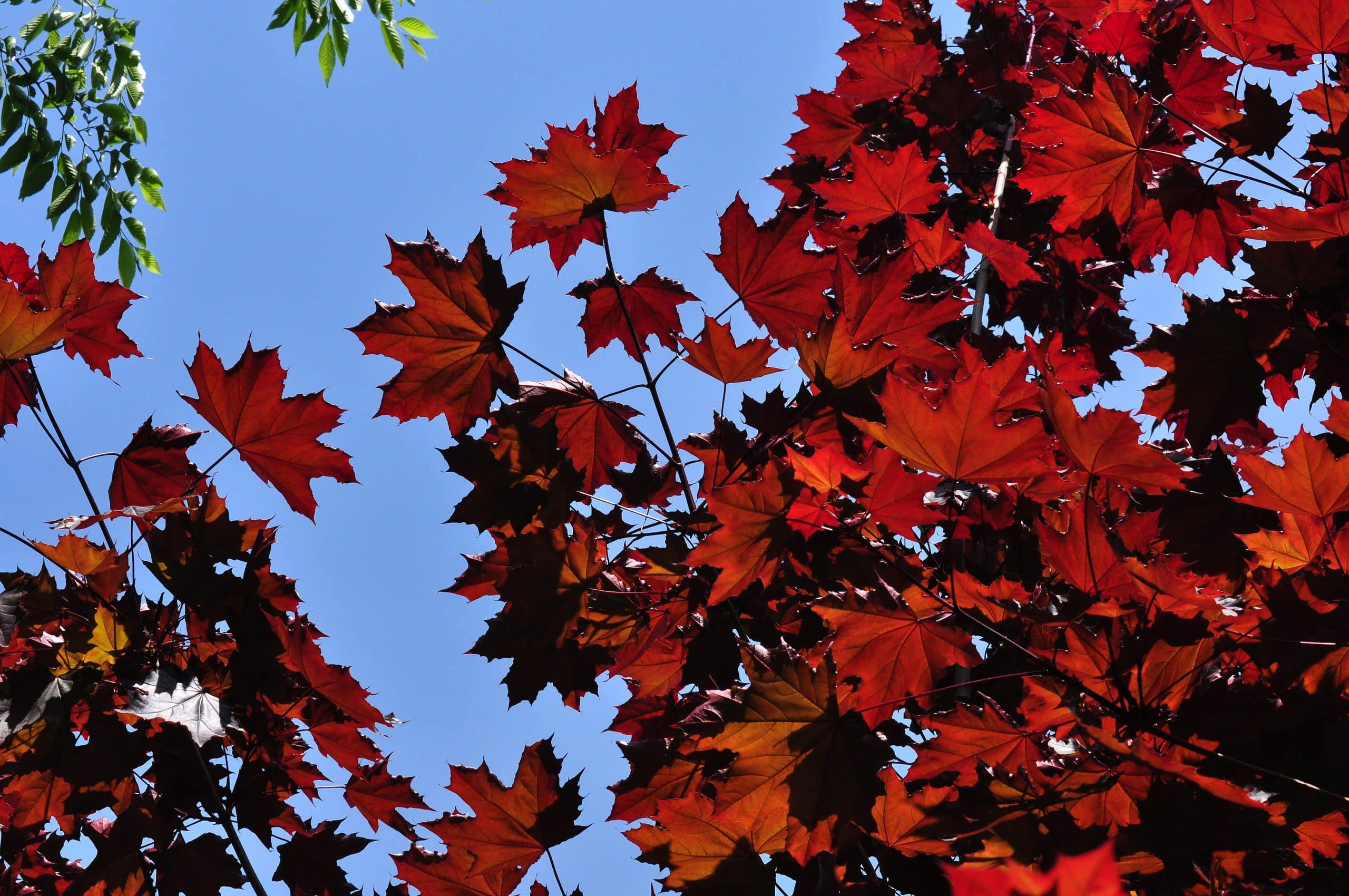 crimson king maple leaves