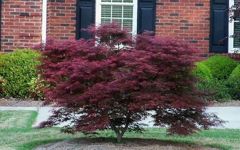 types of japanese maple trees