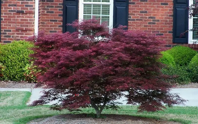 All about the Dwarf Japanese Maple 1 dwarf maple
