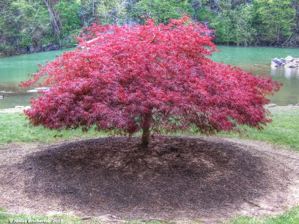 All about the Dwarf Japanese Maple 2 Dwarf Japanese Maple leaves StumpBusters LLC stump removal