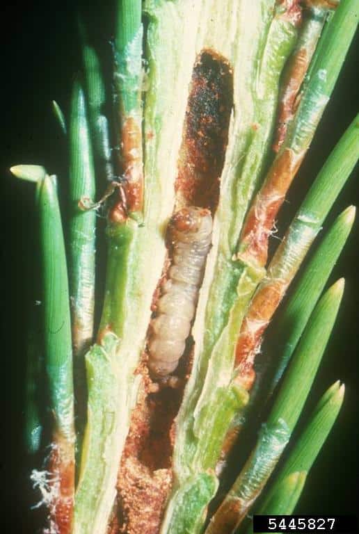 Eastern Pine Shoot Borer larvae