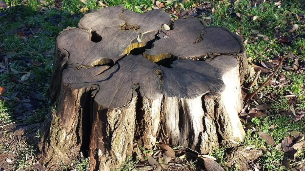 How Much Does Stump Removal Cost? (2026 Pricing) 3 Large stump before grinding - stump removal cost estimate