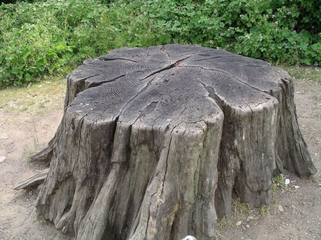 old big stump two