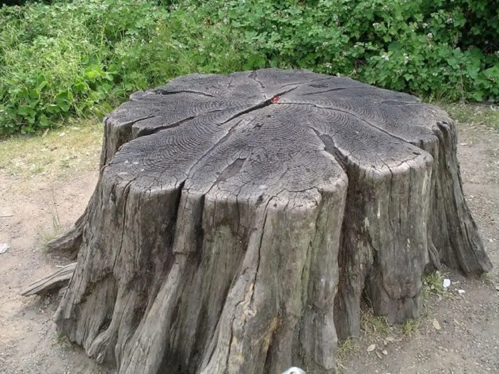 How Much Does Stump Removal Cost? (2026 Pricing) 4 Stump grinding in progress - Central PA stump removal service
