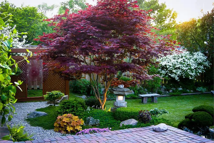 Keeping A Bloodgood Maple 3 Keeping A Bloodgood Maple StumpBusters LLC stump removal full grown dwarf