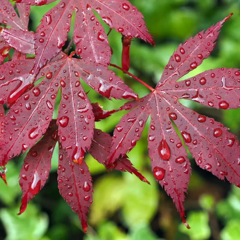 Keeping A Bloodgood Maple 1 bloodgood maple leaf