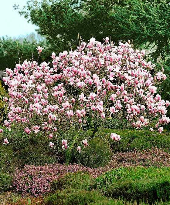 magnolie soulangeana strauch bakker magnolien inmultire arbusti ingrijire plantare arbres cautions tulpen bloeiende designbaie