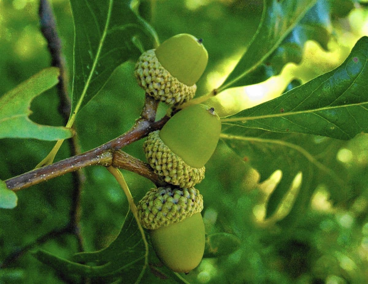 closeup acorns