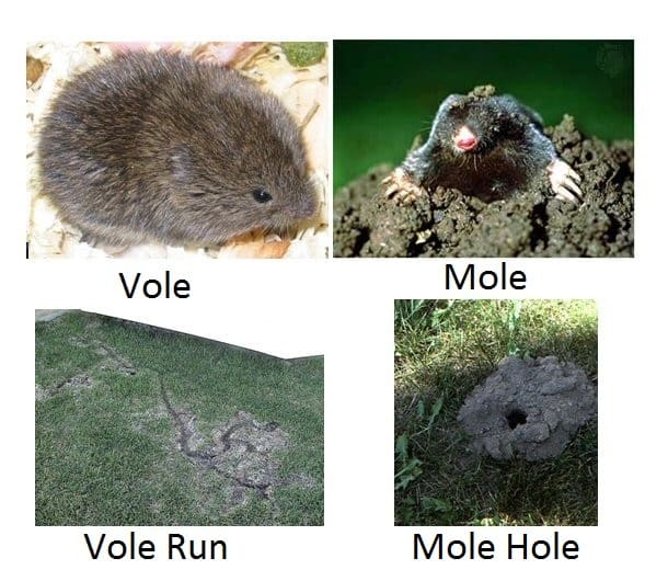 get rid of voles info StumpbustersLLC stump removal