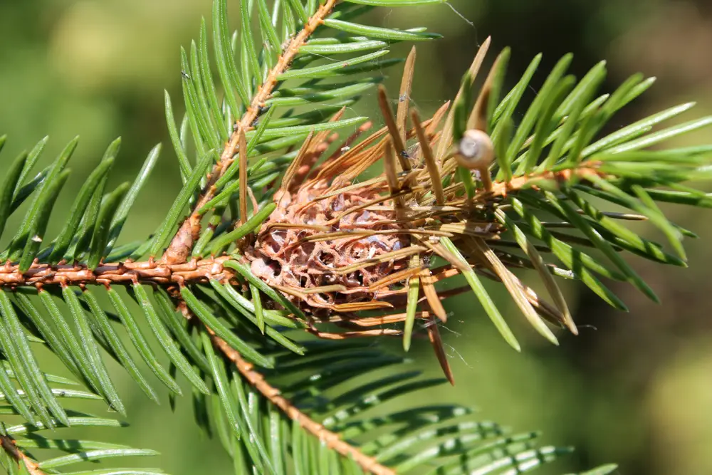 pinapple spruce gall
