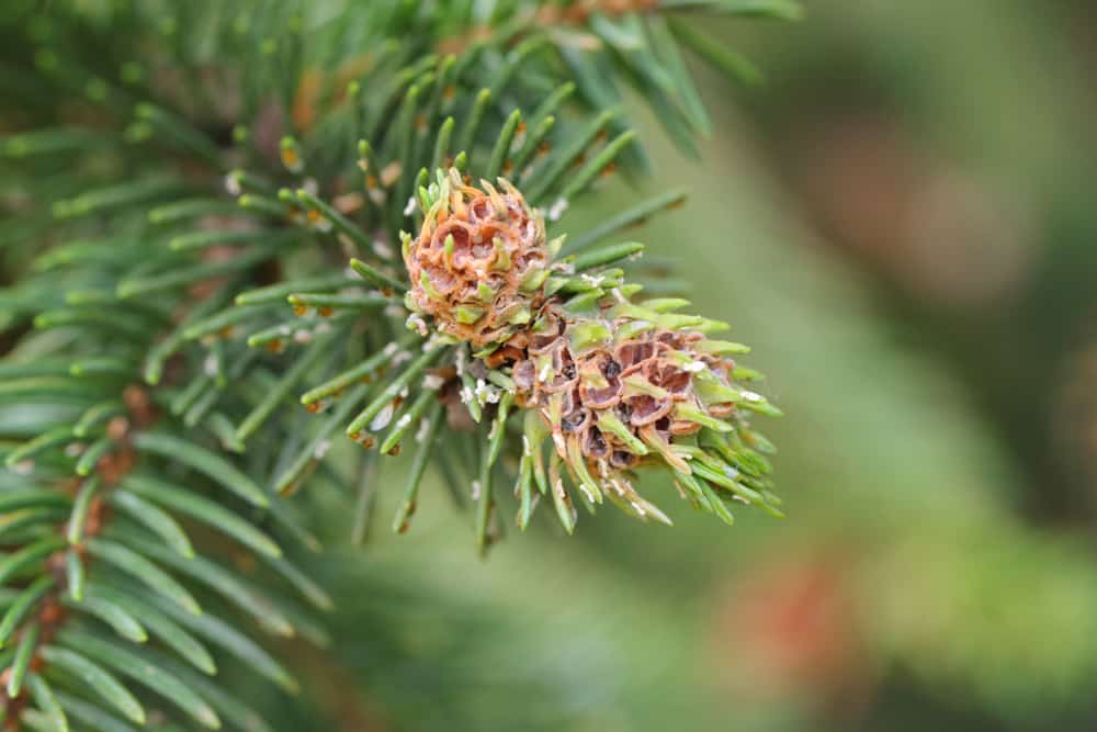twin galls on spruce branch