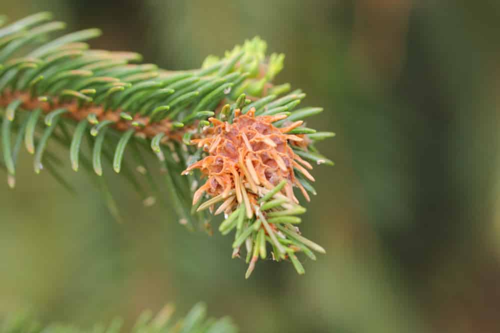 single spruce gall on shoot