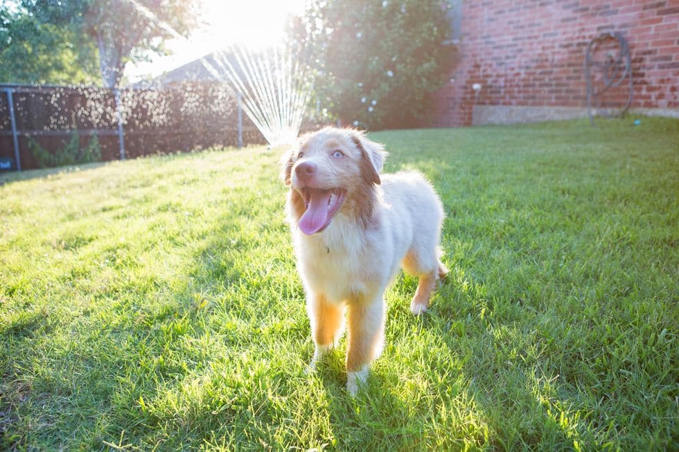 happy dog on lawn