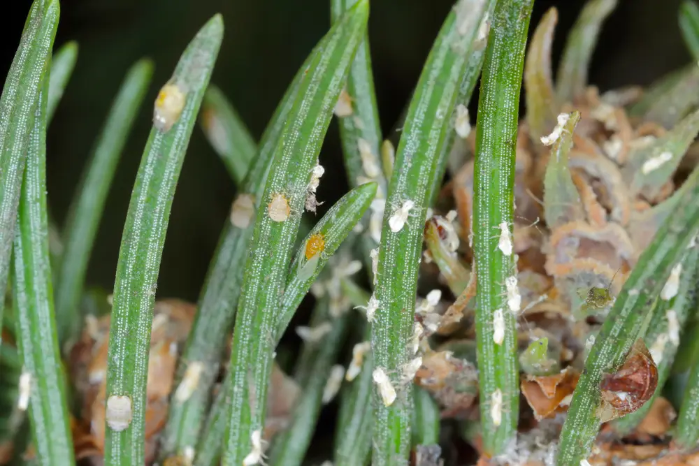 lots of spruce gall aphids on spruce shoot