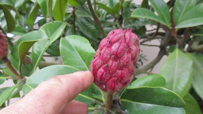 How To Use Magnolia Seeds - StumpBustersLLC