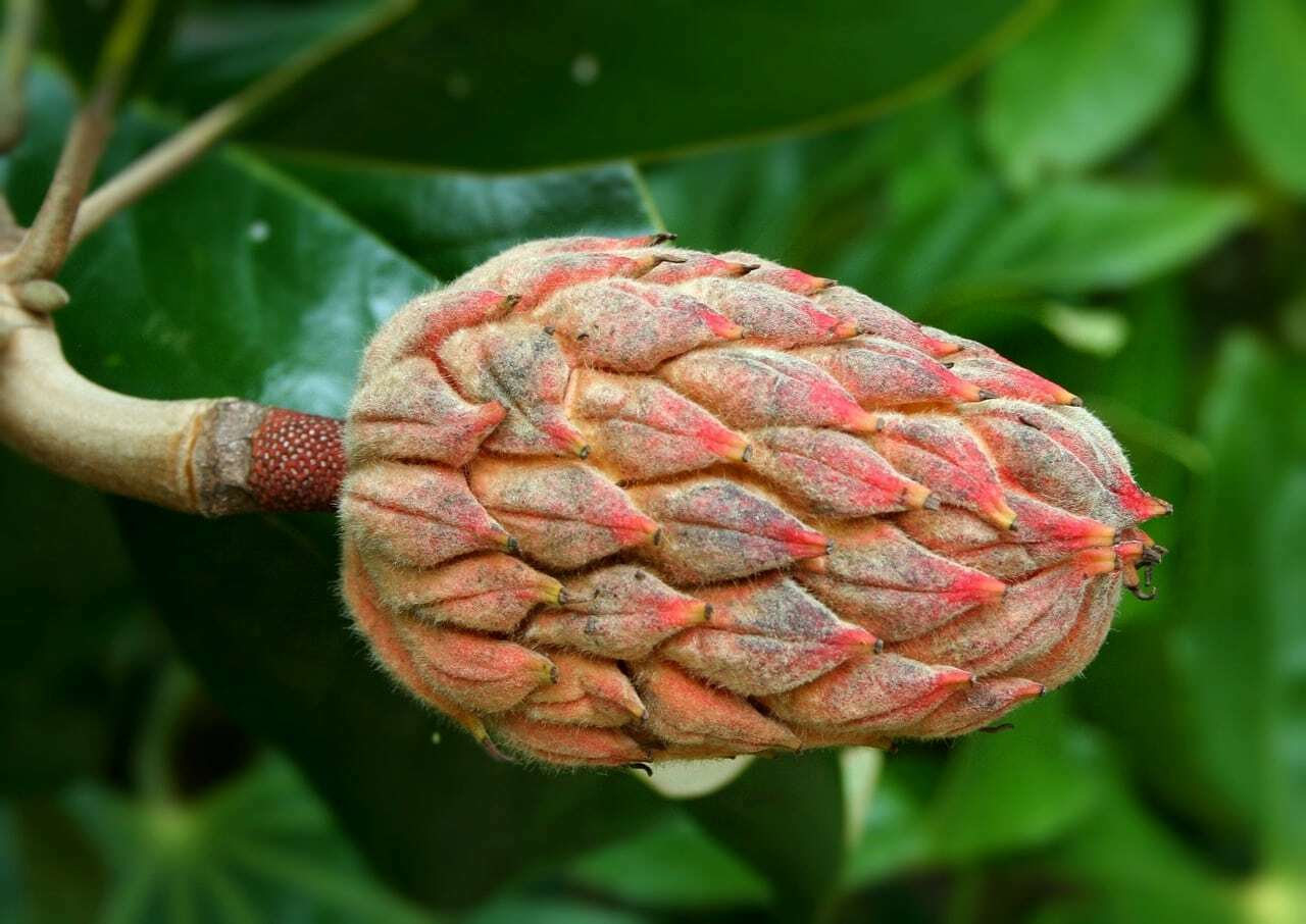 magnolia seed pod