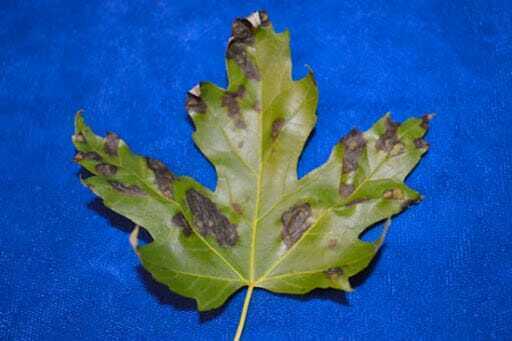 maple leaf spots Maple Tree Diseases