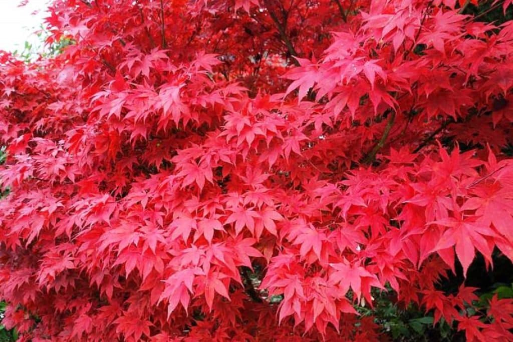 red maple close up