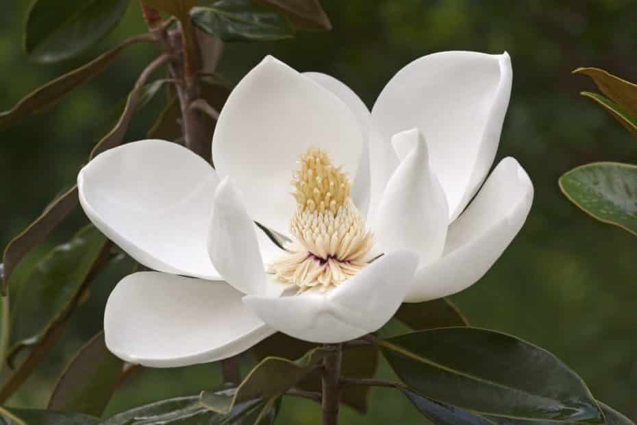 southern magnolia flower