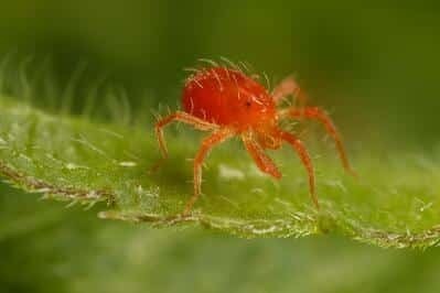 spider mite closeup