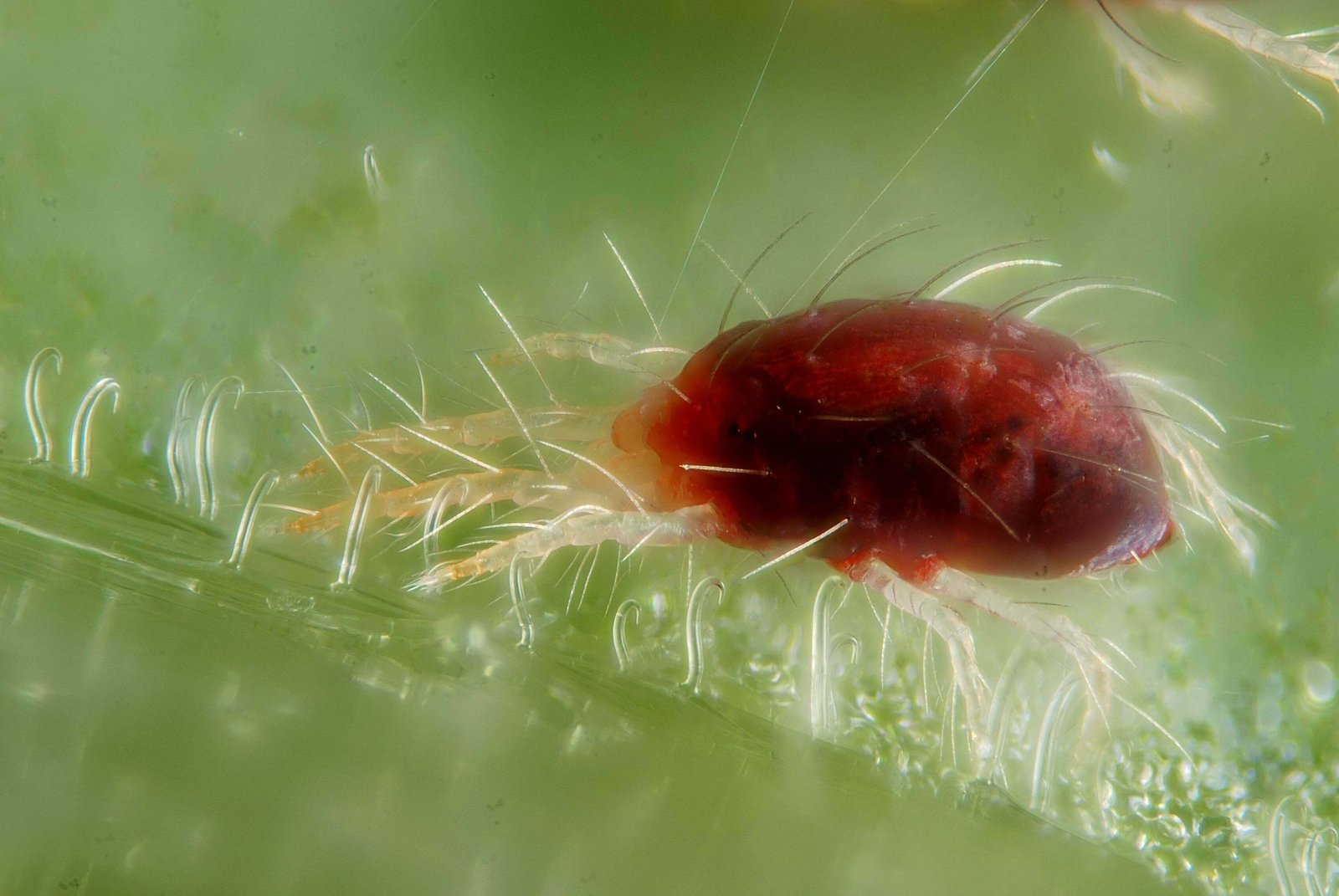 Close-up of spider mite showing detail of the tiny pest