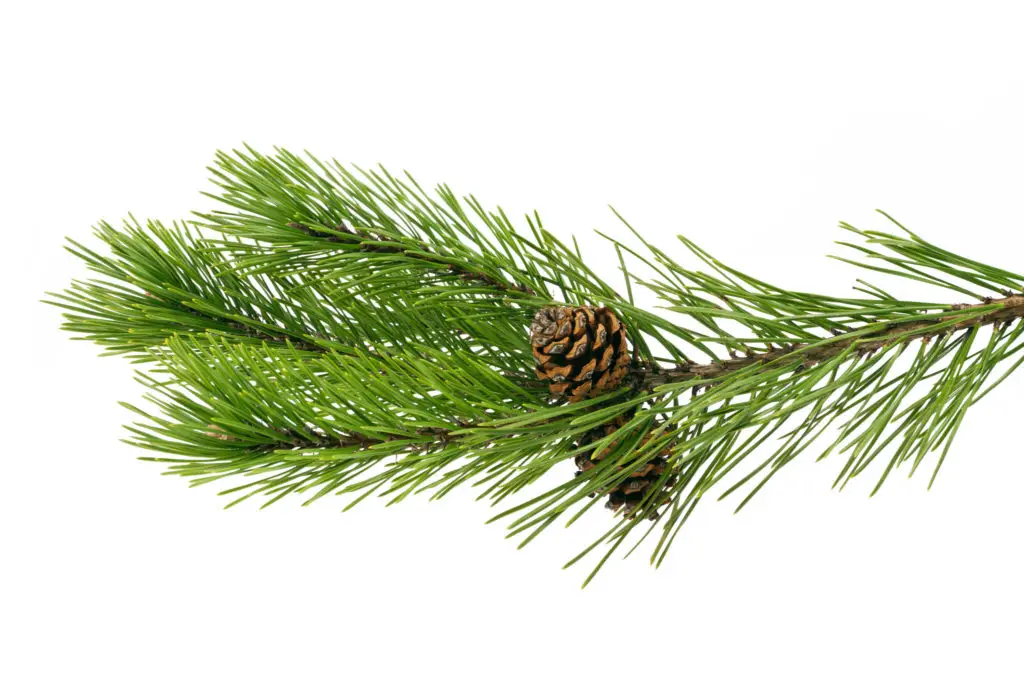 spruce shoot with pinecones