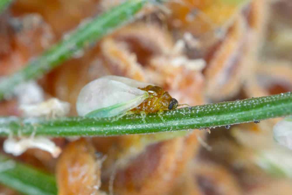 single spruce gall aphid super close