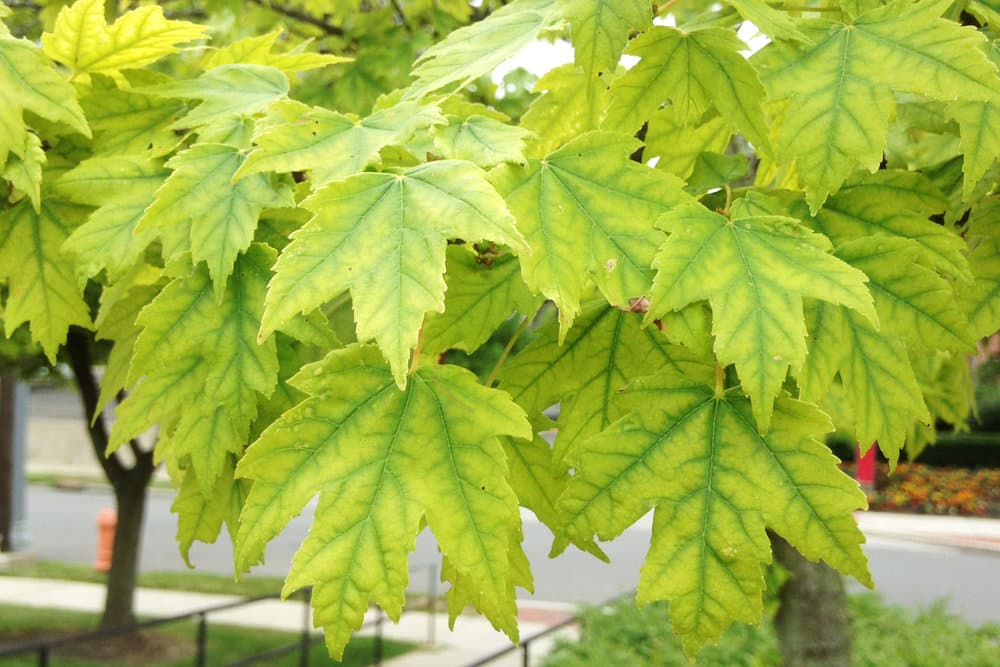 when a plant is chlorotic the leaves will be a pale green to a yellow or white 