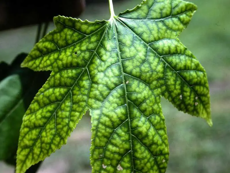 Chlorosis: Why Your Tree's Leaves Are Turning Yellow 2 Close-up of chlorotic leaf showing yellowing between green veins