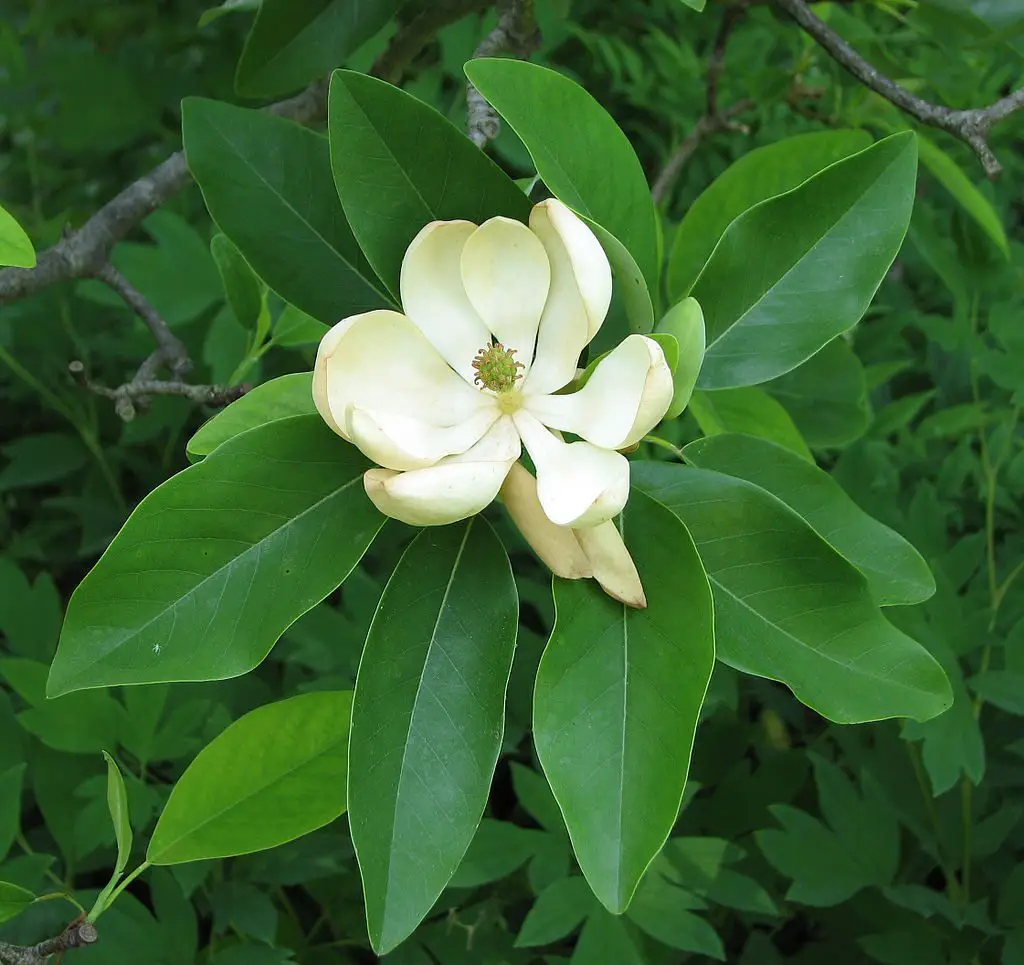 sweetbay magnolia - StumpBustersLLC - stump removal