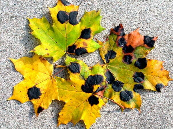tar spots maple leaves Maple Tree Diseases