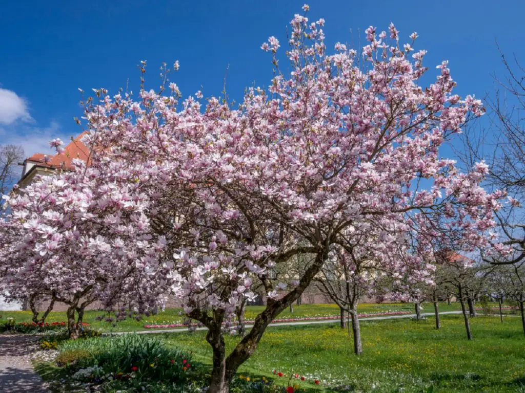 Facts About the Tulip Magnolia Tree 5 wide tulip magnolia