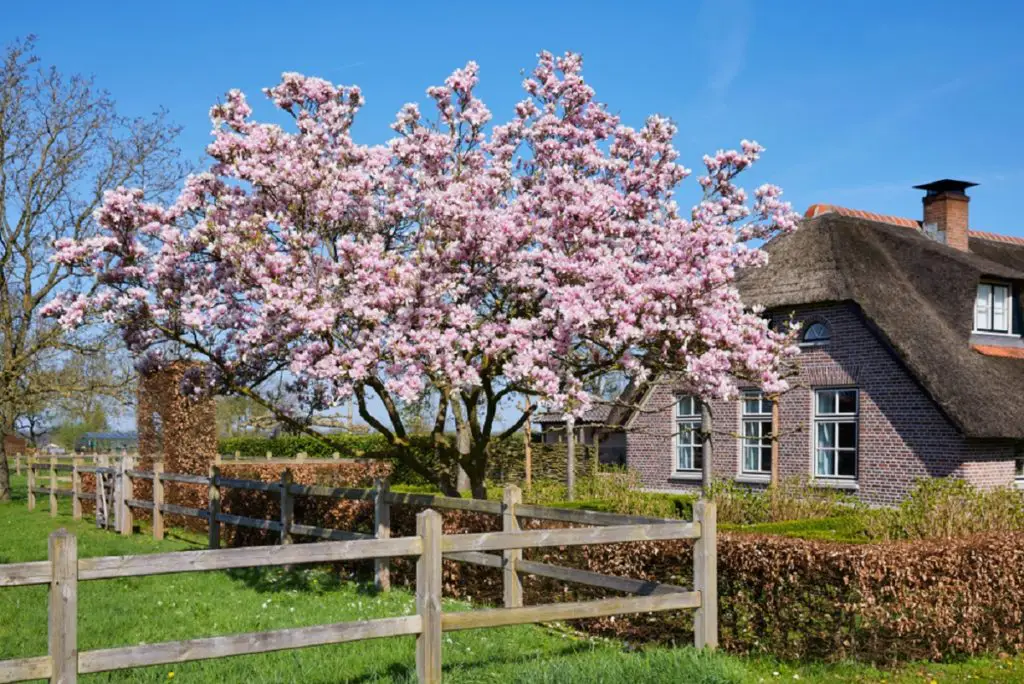 Facts About the Tulip Magnolia Tree 4 tulip magnolia by house