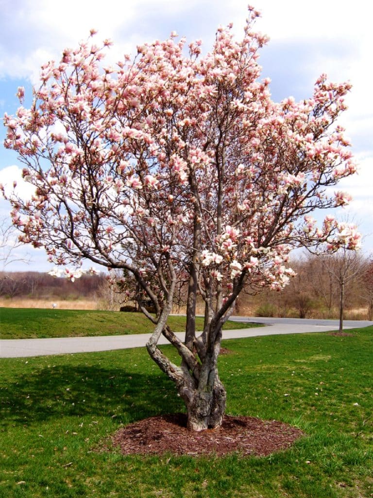 tulip magnolia tree
