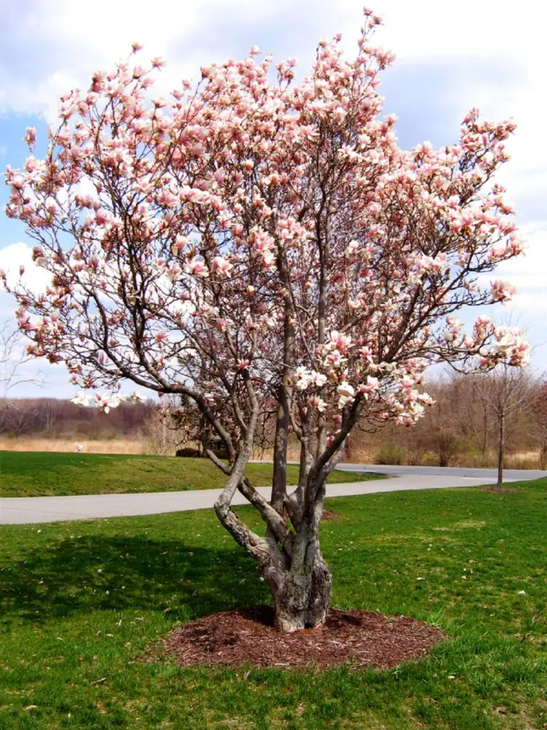 Facts About the Tulip Magnolia Tree 3 tulip magnolia tree
