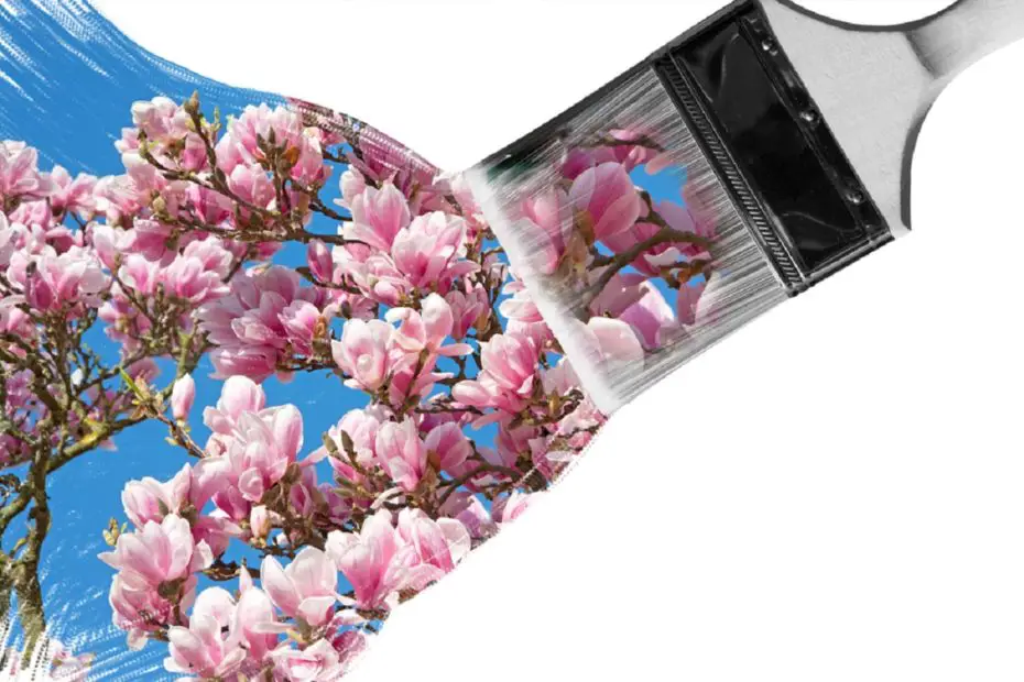 Facts About the Tulip Magnolia Tree 1 tulip magnolia paintbrush