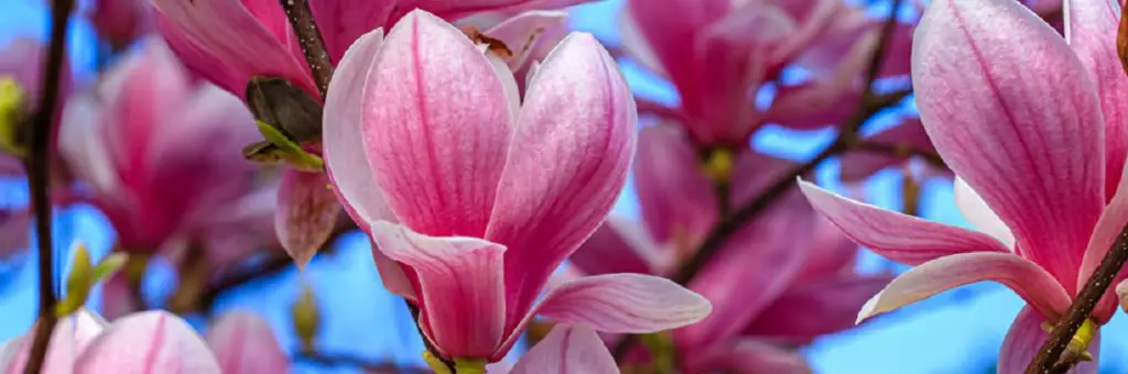 Facts About the Tulip Magnolia Tree 2 tulip magolia upclose blossoms