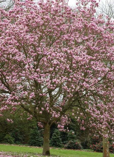 tulip magnolia tree www.StumpbustersLLC.com stump removal