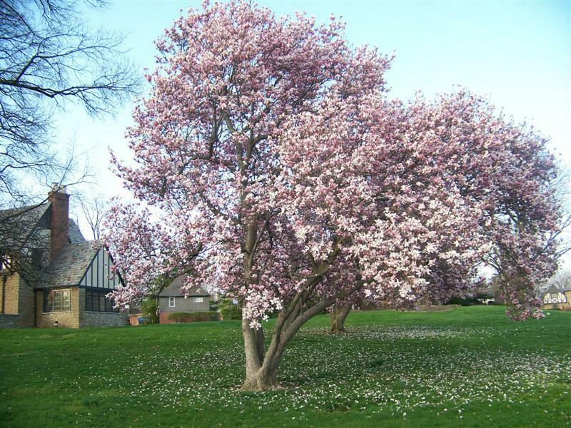 tulip magnolia tree 3 www.StumpBustersLLC.com stump removal