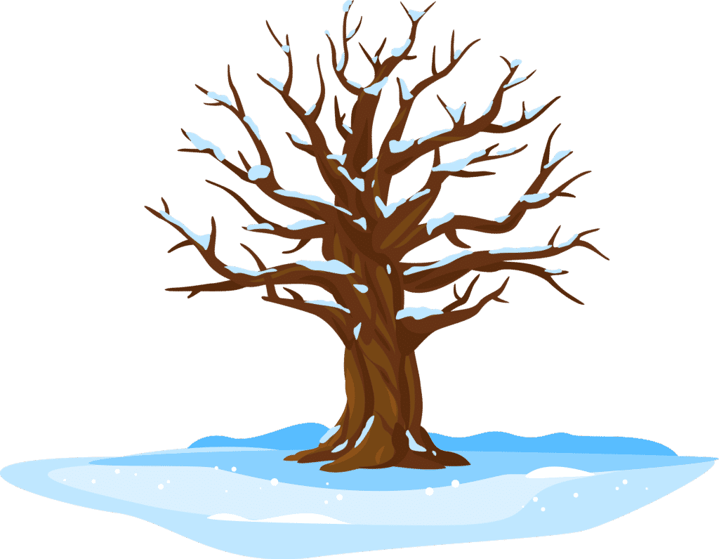 Tree Pruning Tips for the Winter - StumpBustersLLC