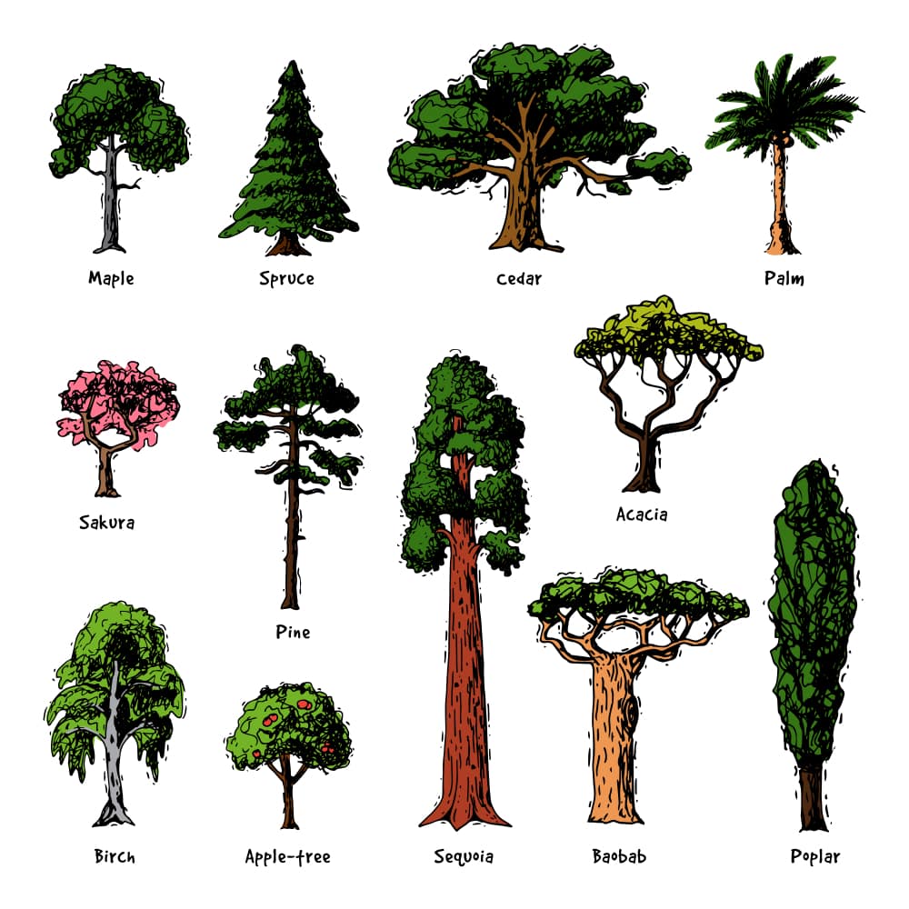 Types Of Trees Chart With Names - Printable Templates Protal