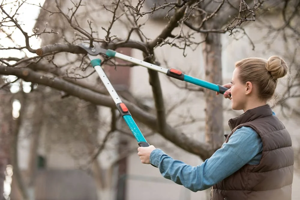 How to Prune a Maple Tree 2 Lady pruning tree