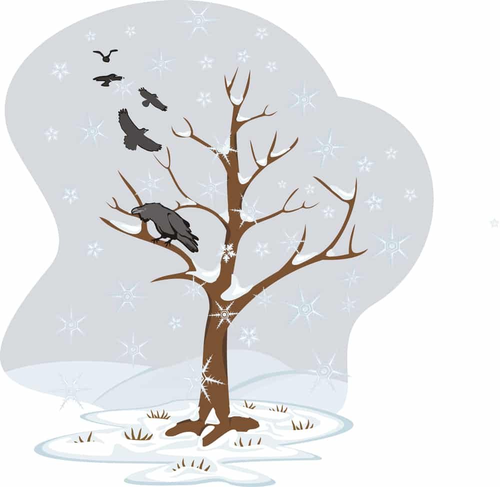 birds on a snow covered winter tree