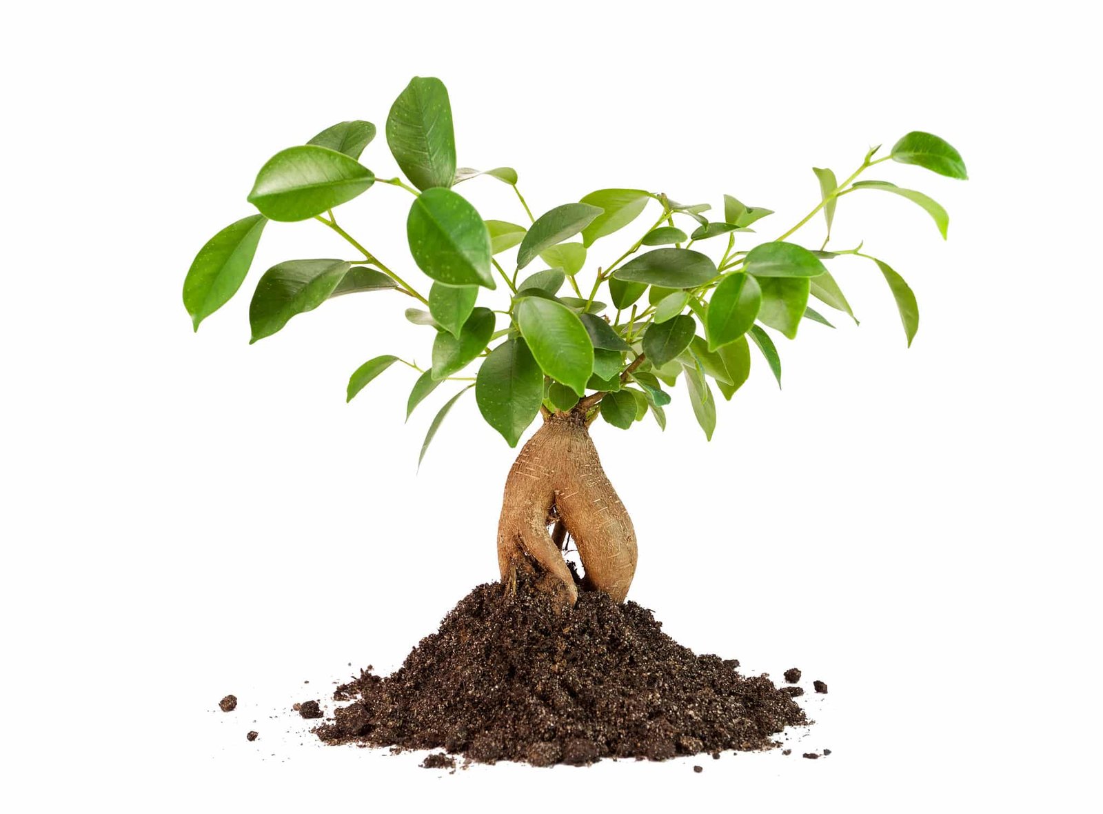 Bonsai Trees A Complete Guide StumpBustersLLC