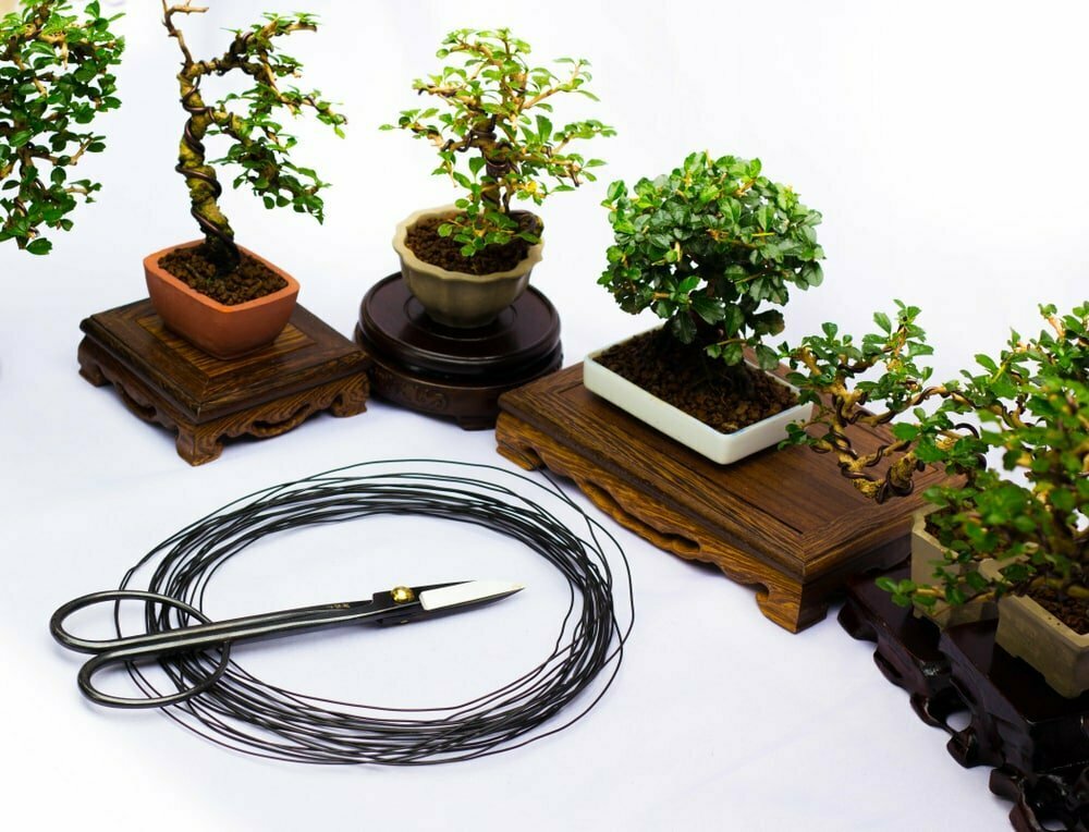 bonsai trees and wire