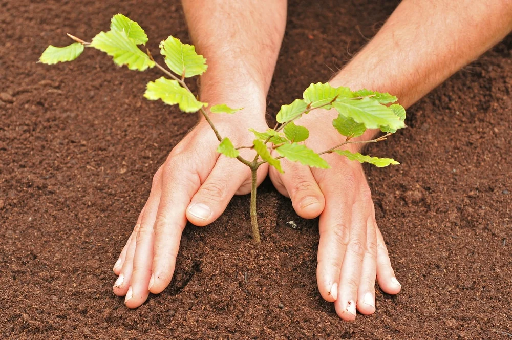hands planting a tree